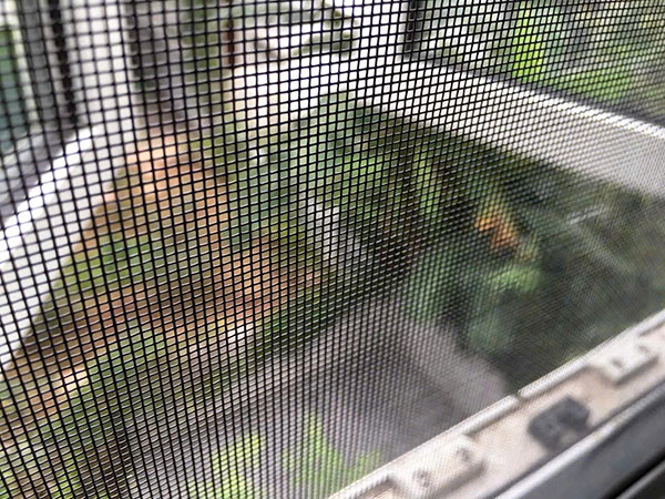 sợi lưới chống muỗi thủy tinh phủ nhựa